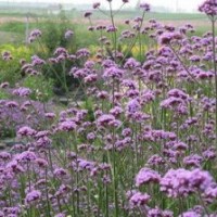 草花_买草花到山一花卉苗木_新疆草花出售