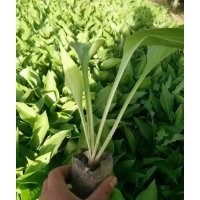 北京公园绿化苗木玉簪出售