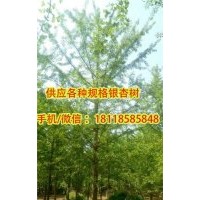 阳光苗圃场|18公分银杏树|供应18公分银杏树