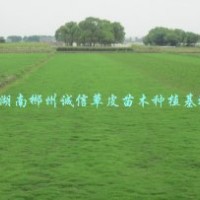 园林绿化草皮 台湾青草皮 公园绿化 高速公路绿化草皮大量批发