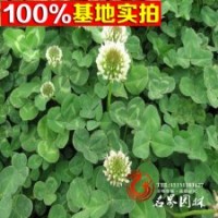 大量批发草坪白三叶白花三叶草