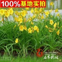 大量出售大花萱草苗量大从优