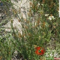 专业供应优质 灯心草 灯芯草