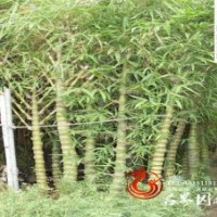 直销观赏竹类批发佛肚竹种类多等