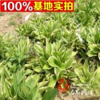 基地大量批发金边玉簪花叶玉簪苗