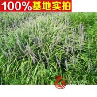 常年销售各种水生植物兰花三七小苗