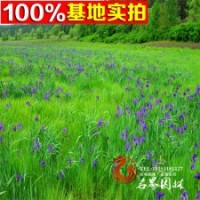 大量供应地被植物马蔺又名马兰花