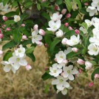 西府海棠苗木_内蒙古西府海棠_冀鑫(多图)