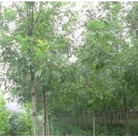 白蜡、冀鑫、彩叶白蜡