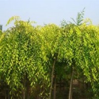 河北金叶垂榆、彩叶园林、金叶垂榆繁育