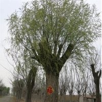 泰安直径一米柳树,直径一米柳树,聚源园林(图)
