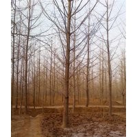 最新银杏树苗价格|邳州银杏(图)|最新银杏树苗价格