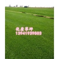 大连盘锦丹东哪产哪卖草坪