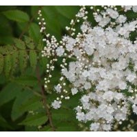 辽宁珍珠梅、冀鑫、盆栽珍珠梅