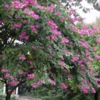 绿化苗木|鑫森源|山东绿化苗木