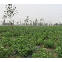 构树苗培育基地|构树苗|鑫森源(查看)