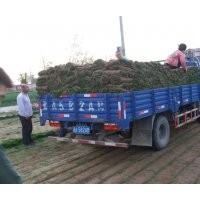 石家庄栾城义祥草坪种植基地，各种冷季型草坪