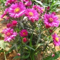 君诚花卉苗木|宿根花卉|宿根花卉供应商