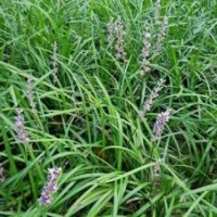 草花,山东山一草花批发,青岛草花批发