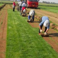 北京草坪廊坊草坪出售
