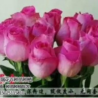 卡罗拉玫瑰苗单价,卡罗拉玫瑰苗,红瑞花卉(图)