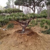 造型松树；油松；15公分以上