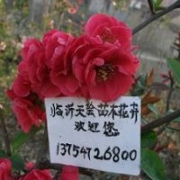 供应年宵精品花卉-沂州海棠、日本海棠花、木瓜海棠、各种造型海