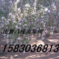长期供应八棱海棠树