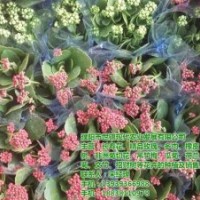 长寿花盆栽、三门峡长寿花、世锦花卉(图)