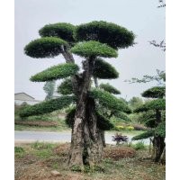京山对节白蜡景观树出售