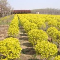 北京新品种绿化苗木金叶榆球出售