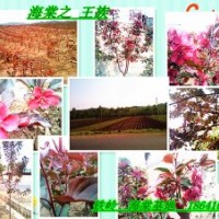 优质绿化苗:紫叶海棠，王族海棠，光辉海棠，锦绣海棠