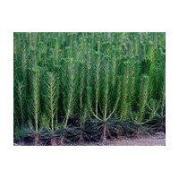 苗木 营养杯 黑松苗 油松苗 侧柏苗