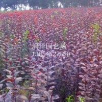 大量供应海棠，紫叶李，法桐等小苗