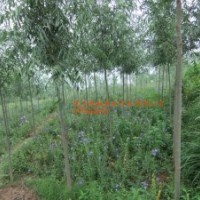常年供应竹柳苗木、1米左右的小苗，1-2公分的移栽苗，扦插段，量