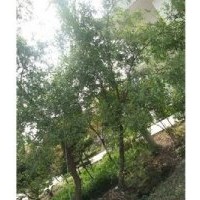 出售各种规格优质苗木、种子、小苗等