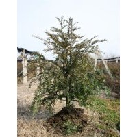 南方红豆杉绿化小苗