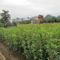 供应广西桂林桂花树苗种植2年树苗高度在一米至两米左右