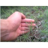 常年低价出售刺槐苗，国槐苗，冬青苗，白皮松苗。