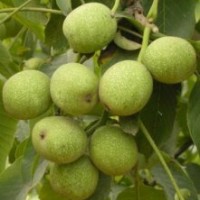 供应各种绿化苗木，果树小苗