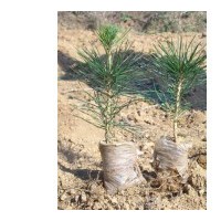 常年低价供应侧柏 白皮松 油松苗