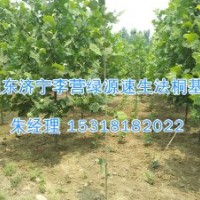 法桐种子怎样快速出苗