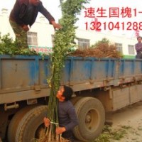 速生白蜡速生国槐（大小苗）（半成品)山东专供