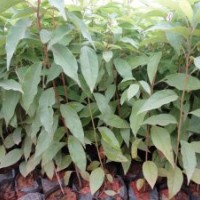 我司现有20万株香樟苗供应