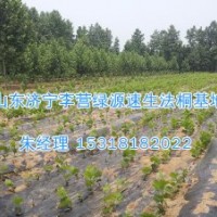 河南省法桐价格|邢台市行道树-济宁绿源苗圃