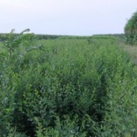 榆树2013年春季预定中