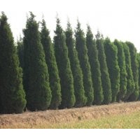 供应白皮松，油松，华山松，樟子松，雪松，塔松