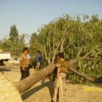 法桐价格16公分的法桐现在多少钱一棵