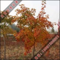 优质五角枫树苗供应-启源苗木