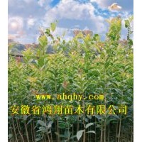 安徽安庆宿松栾树红花紫薇桂花造林苗木